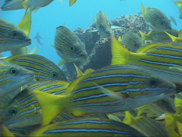 stripedgrunts.JPG